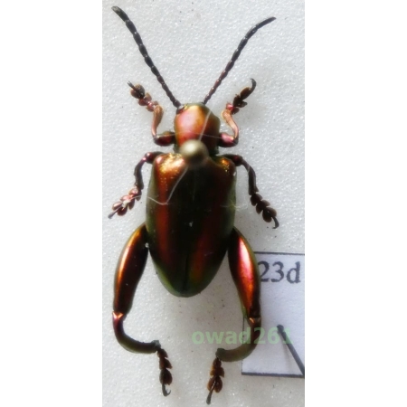 Sagra laticollis Indonesia, Java23d